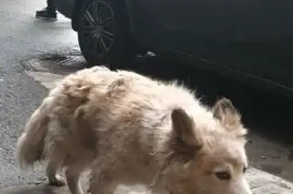 Собака найдена: Российская 63А, Челябинск