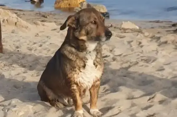 Собаки потеряшки, Евпатория, фото: Потеряшка собака, ул. Пушкина 41, Евпатория