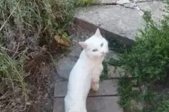 Кошки потеряшки, Новороссийск, фото: Потеряшка белая кошка, Каштановая ул.