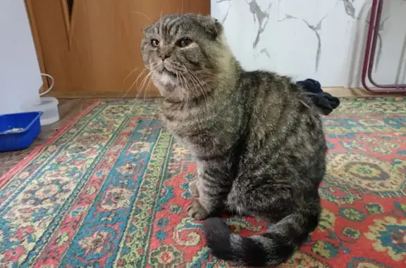 Пропала кошка, Рощинская ул., Кабаковский