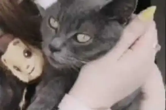 Пропала кошка Алиса, ул. Железнодорожная 19