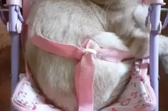 Пропала кошка, Центральная ул., 1, Константиново