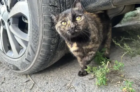 Найдена кошка, , фото: Кошка найдена у 