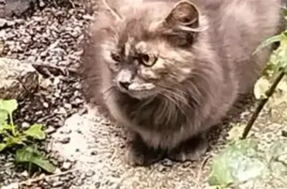 Кошка найдена: пр. Победы, Казань