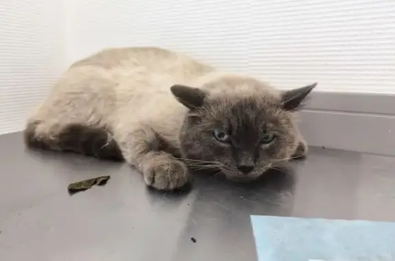Найдена кошка, Уфа, фото: Кошка найдена: Колгуевская 32, Уфа