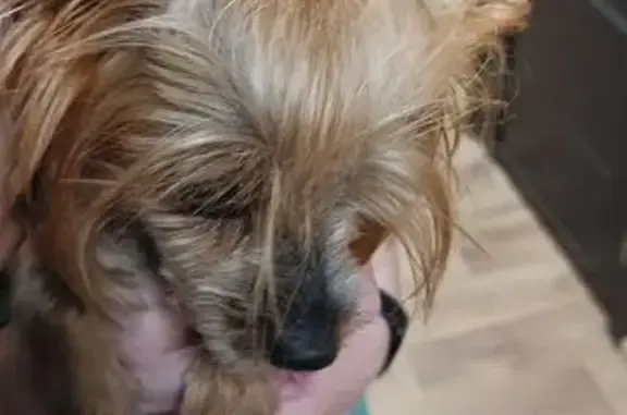 Найдена собака, Томилино, фото: Найдена собака: ул. Жуковского, 28, Томилино