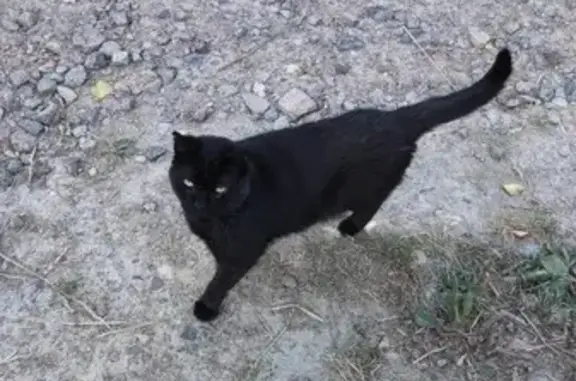 Найдена кошка, Ленинградская область, фото: Кошка найдена: Виллозское, Ленобласть