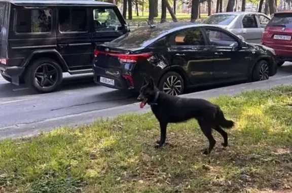 Найденные животные Нижний Новгород, фото: Собака найдена: Ванеева 1, Н. Новгород