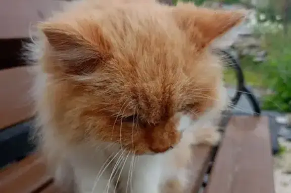 Кошка найдена на Зои Космодемьянской, 53