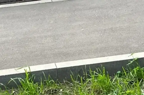 Найдена кошка, Москва, фото: Кошка найдена: Маршала Ерёменко 5 к5