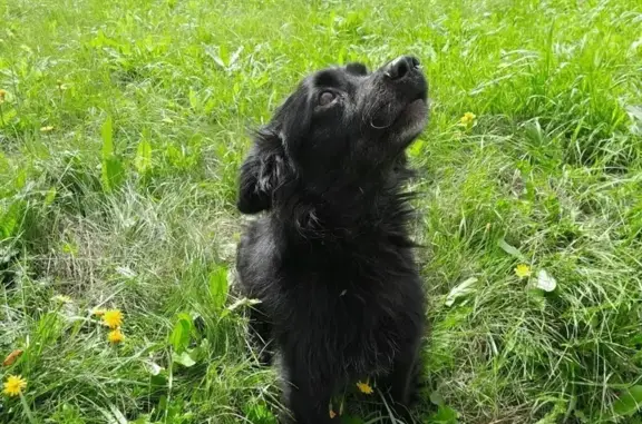 Найдена собака, Барабинск, фото: Собака найдена у гостиницы «Иртыш»