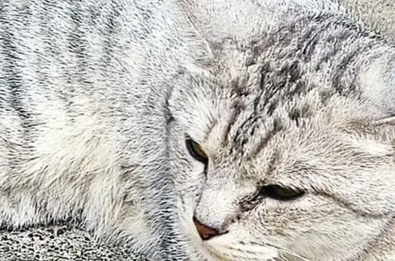 Кошка найдена: ул. Т. Кривова, Чебоксары