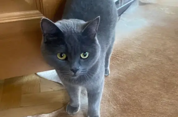 Кошка найдена: Железнодорожная, 25А