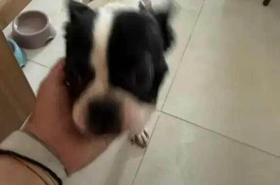 Собака найдена: ул. Юннатов, 11, Химки