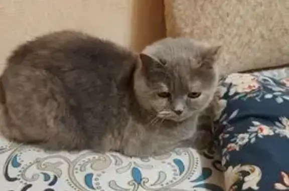 Пропала кошка, ул. Щусева, 12 к3, Великий Новгород