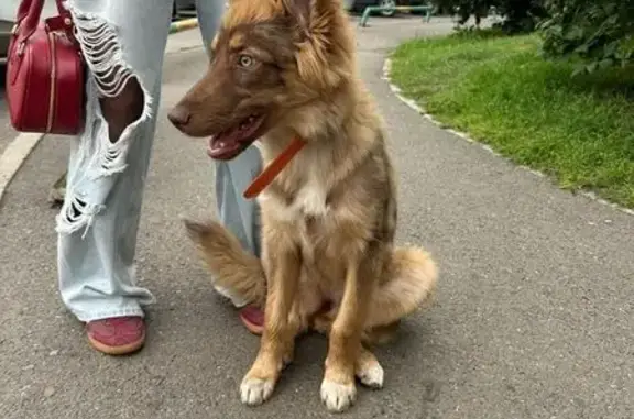 Собака найдена: ул. 78 Добровольческой, 5