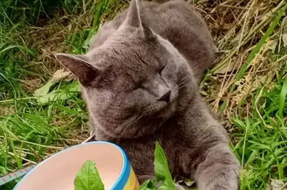 Кошки потеряшки, Иркутск, фото: Потеряшка кошка, Иркутск, Помяловского 7