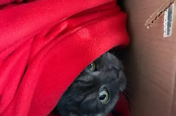 Найдена кошка, Тула, фото: Найдена кошка, Болдина 79, Тула