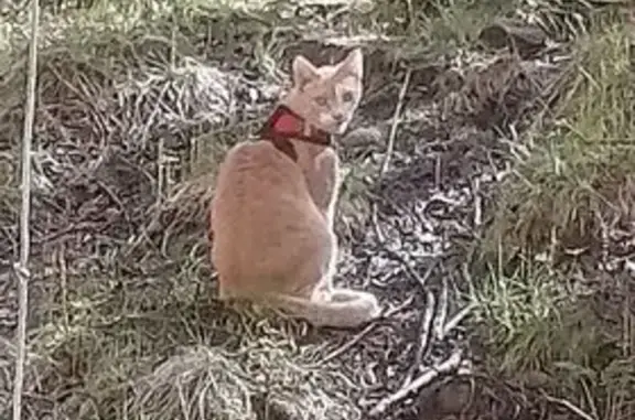 Пропала кошка, ул. Гагарина, 9 к5, Мурманск