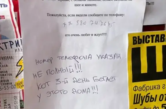 Найдена кошка, Рыбинск, фото: Кошка найдена, ул. Кирова, Рыбинск