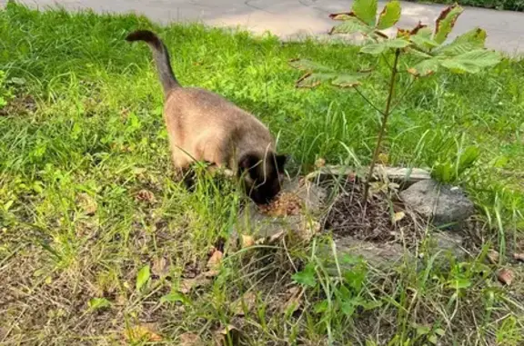 Кошка найдена: ул. Амундсена, 7, Москва