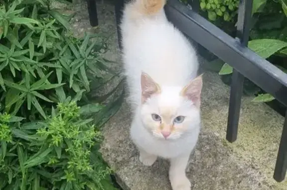 Кошка найдена, Зеленоградск (Кал. обл.)