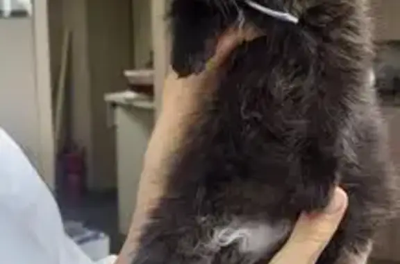 Найдена кошка, Петровский, фото: Кошка найдена, ул. Строителей, Петровский