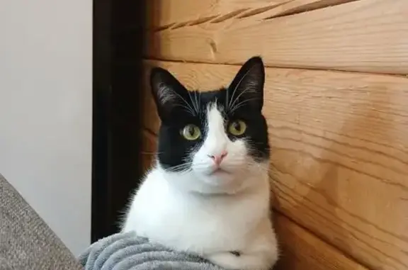 Кошки потеряшки, Грановщина, фото: Потеряшка кот, Грановщина, ул. Баширина