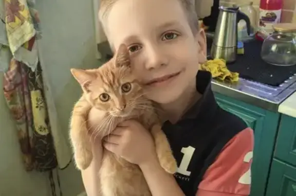 Кошки потеряшки, Брянск, фото: Потеряшка кошка, Болховская ул., 25, Брянск