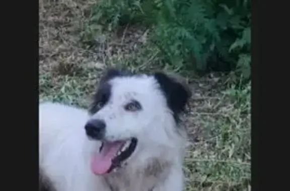 Собака найдена на Дмитриева 2/7, Омск