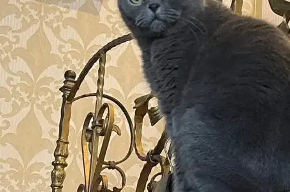 Кошки потеряшки, Брянск, фото: Потеряшка кошка, ул. Мирославская, Брянск