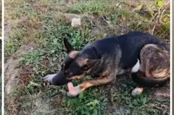 Найденные животные , фото: Собака найдена: Камышловский ГО, Свердловская обл.