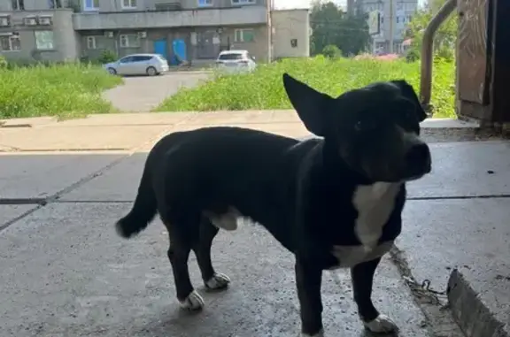 Найдена собака, Ангарск, фото: Собака найдена: 22 мкр, д.3, Ангарск