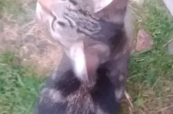 Кошка найдена в сарае, 3-я ул., Удмуртия