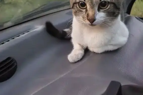 Найдена кошка, Череповец, фото: Котик найден: Остинская ул., 3А, Череповец