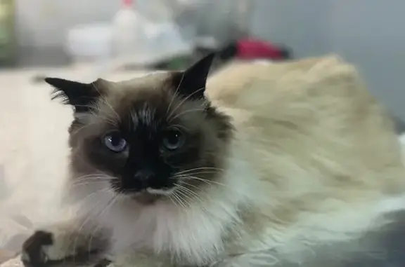 Кремовая кошка найдена на Варшавской, 35