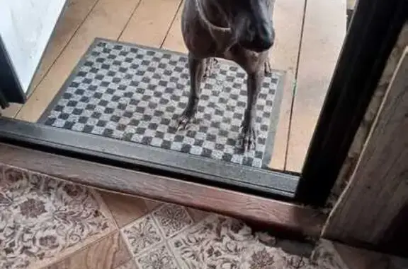 Найдена собака, , фото: Собака найдена на Еловой улице, Шлиссельбург