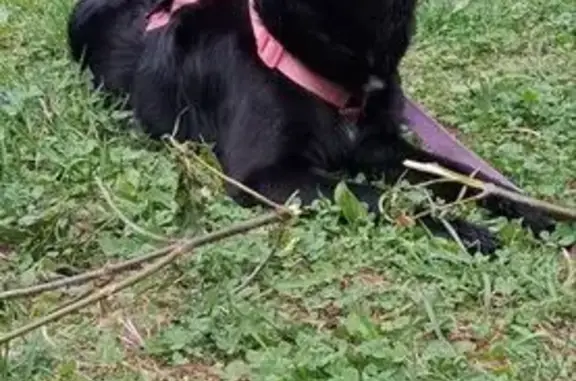 Собаки потеряшки, Екатеринбург, фото: Потеряшка собака на Волгоградской ул., Екб