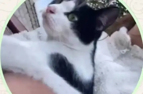 Кошки потеряшки, Задонск, фото: Потеряшка кошка, ул. Мира, Задонск