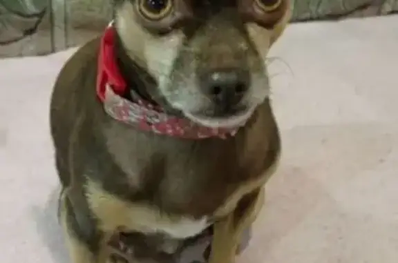 Пропала собака, ул. Братьев Степановых