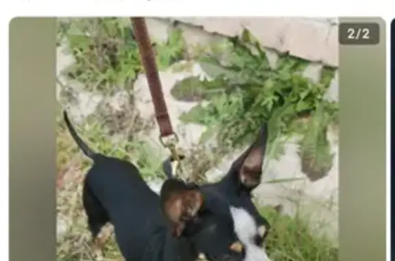 Найденные животные , фото: Собака найдена в Камышловском округе