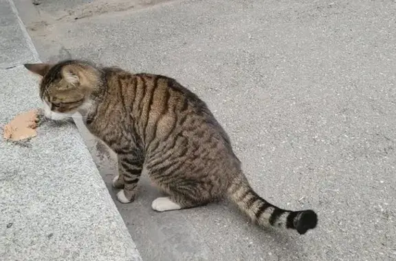 Найдена кошка, Большой пр. П.С., 26/2