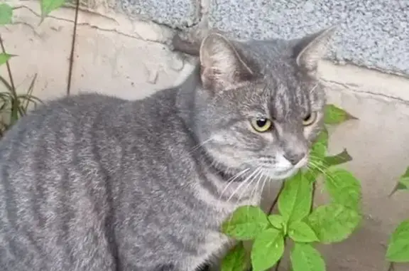 Кошка найдена на Лесной, 3, Подольск