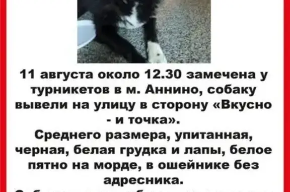 Пропала собака, Варшавское шоссе, Москва