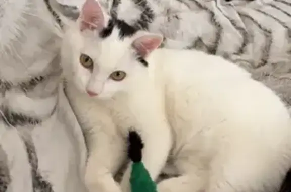 Кошки потеряшки, Абакан, фото: Потеряшка кошка, Яблоневая ул., Абакан