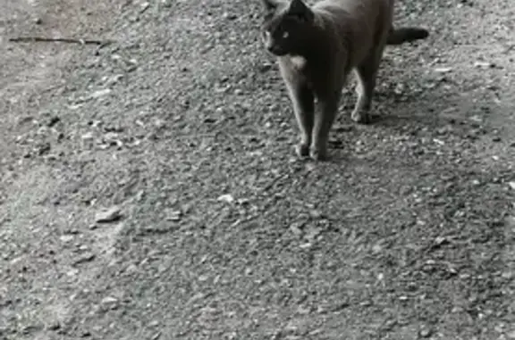 Кошки потеряшки, Саратов, фото: Потеряшка серая кошка, Бардина 4, Саратов