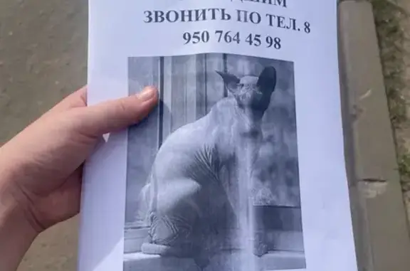 Пропала чёрная кошка, Комарова 14, Воронеж