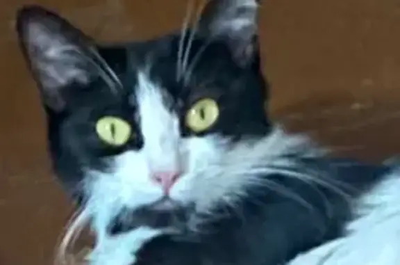 Кошки потеряшки, Узуново, фото: Потеряшка кошка на Почтовой улице, Узуново