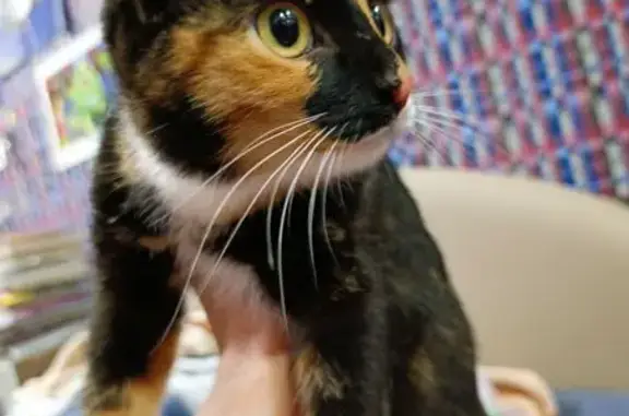 Найдена кошка, , фото: Кошка найдена: Удмуртская ул., 264, Ижевск