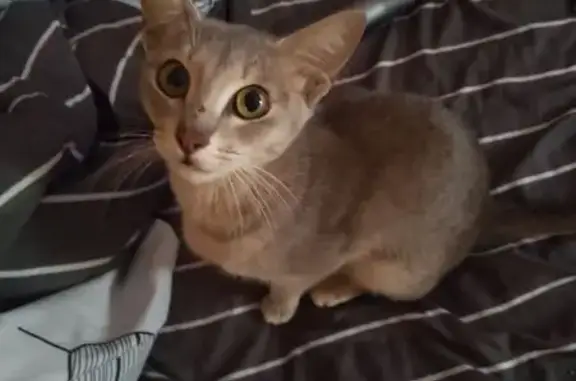 Найдена кошка, Орск, фото: Кошка найдена на Медногорской 35, Орск